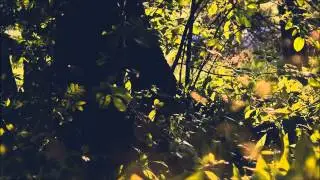 Ketonen - Follow the doe