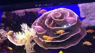 Eilat | Red Sea | Underwater Observatory