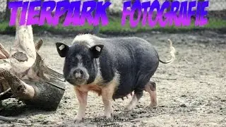 Tierpark Fotografie
