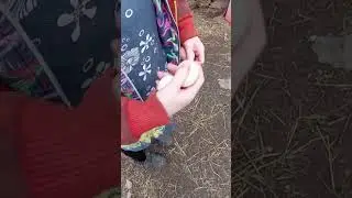 Куры несут гигантские яйца.