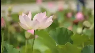 #shorts Relaxing video||Nature shot||Drone shot||Arif creations||