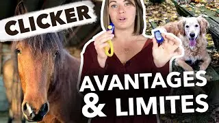 COMMENT FONCTIONNE LE CLICKER TRAINING ?