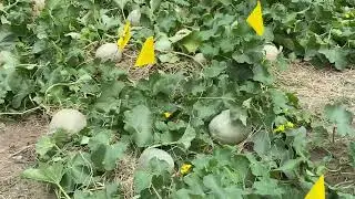 My Garden & My Secret To You Having A Great Garden Too