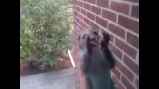 Worlds cutiest squirrel walks across my screen door