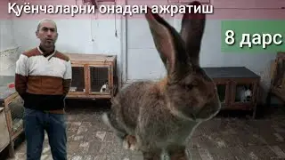 Quyon boqish 8. Қуёнчаларни онадан ажратиш