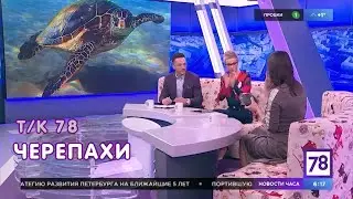 Про оливковую черепаху Эльзу и домашних черепах - т/к 78, 2019 г