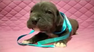 Щенки кане корсо, помет на букву «О», кобели!