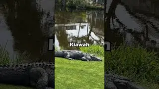 I Just Found the Best Golf App