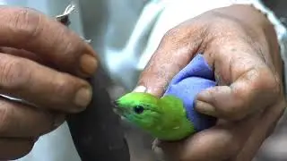HASIL MIKAT DI HUTAN SUMATRA | ACEH