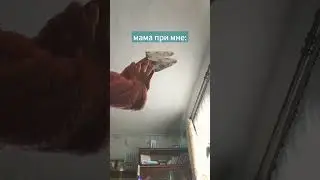 ждите нового дракона, и ещё я вернулась