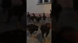 27 января 2020 г.