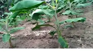 Banana Cultivation in INDIA