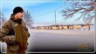 Horse sorting is in full swing / Foals taken from their mothers / Horses are experiencing great d...