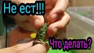ЧТО ДЕЛАТЬ, ЕСЛИ ЯЩЕРИЦА НЕ ЕСТ? EXO TOP