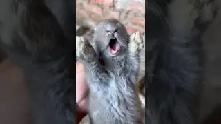 Screaming rabbit