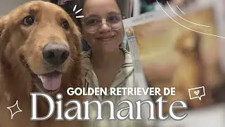 Pintura de Diamantes do Meu Golden Retriever