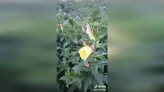 Azan flowers ?