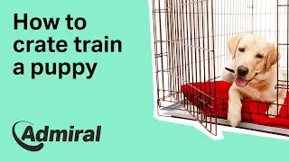 How to crate train a puppy | AdmiralUK