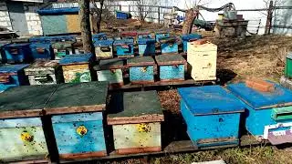 Пчёлы бомбят ПВО не поможет🐝)