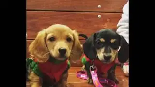 Beauty & Beast Dachshund Puppies at Winslow Animal Hospital