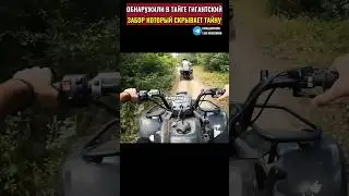 В тайге обнаружили гигантский забор замаскированный под лес, но что за ним скрывается?