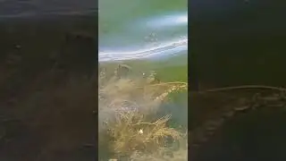 Встретили гадючку 1,5 метра 😳🤯