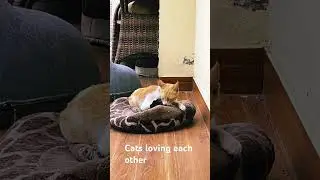 Cats loving each other