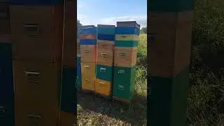пасека на доннике