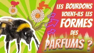 Les bourdons voient ils les formes de parfum ? (et autres trucs cools) Cuicui Express #28
