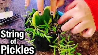 How to Propagate a String of Pickles Plant