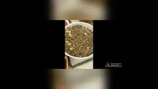 Famous Egyptian Cuisine “Koshary”