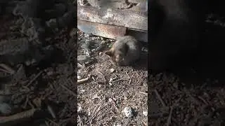 Кошки мышки