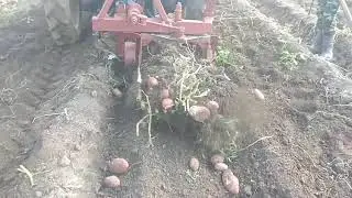 Копаю домашнюю картошку результат не плохой😊26.08.2021