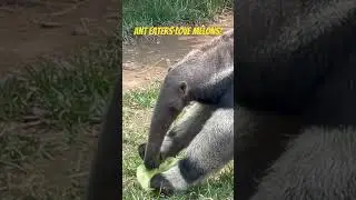 Ant Eaters Love Melons!