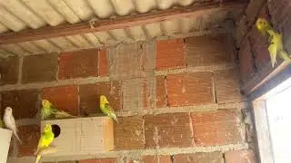 Mostrando os ninhos das periquitas austalianas.