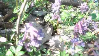 апрельские подснежники