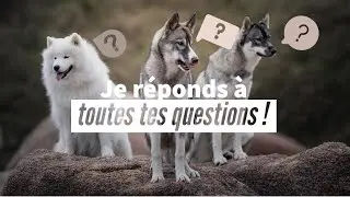 Futur de la chaîne, nouveaux projets, photographie, ma vie avec mes chiens, ... Je réponds à tout !