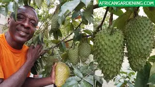 How to know when your soursop fruit is ripe for harvesting