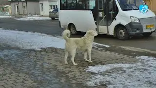 В Ахтубинском районе начался отлов собак (03.03.2023)