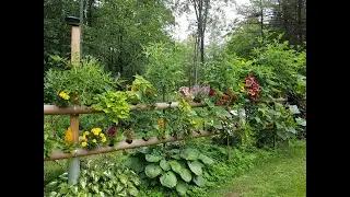 Gardening with Hydroponics - Growing Vegetables & Flowers Backyard Fence Design   July 25 2021