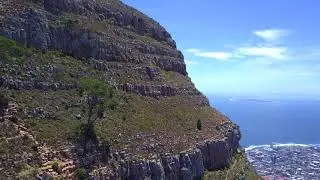 Lion's Head