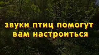 ЗВУК ПТИЦ ПОМОГУТ ВАМ НАСТРОИТЬСЯ