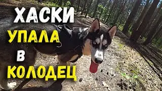 Хаски упала в колодец / Мои планы на ближайшее будущее