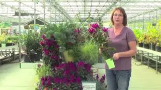 Celosia Intenz - All About Color