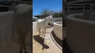 This horse found a cheat code 🤣 