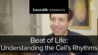 Beat of Life: Understanding the Cell’s Rhythms
