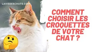 Comment choisir les croquettes pour chat 🤔