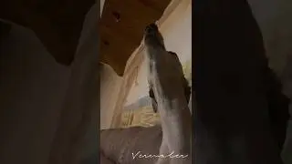 🐕Собака воет 
