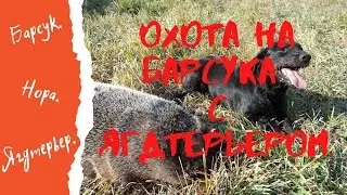 Охота на барсука с ягдтерьером.  2020г.