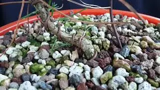 Growing Japanese Black Pine From Seed for Bonsai part 8 removing wire on 2yr olds july 2021